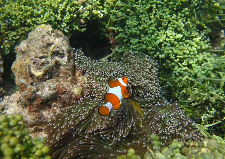 Snorkelling & islandhopping tour Karimunjawa (sharing tour) - The second island before the sunset cruise