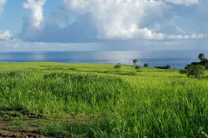 St Kitts 360 Island Sightseeing Tour - A short rainforest walk at Wingfield