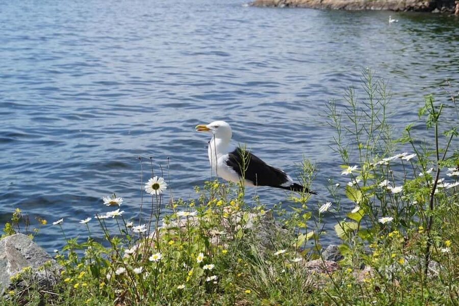 Stockholm Archipelago Guided Island Cruise With Craft Beer - Tegelon and the route back to Stockholm