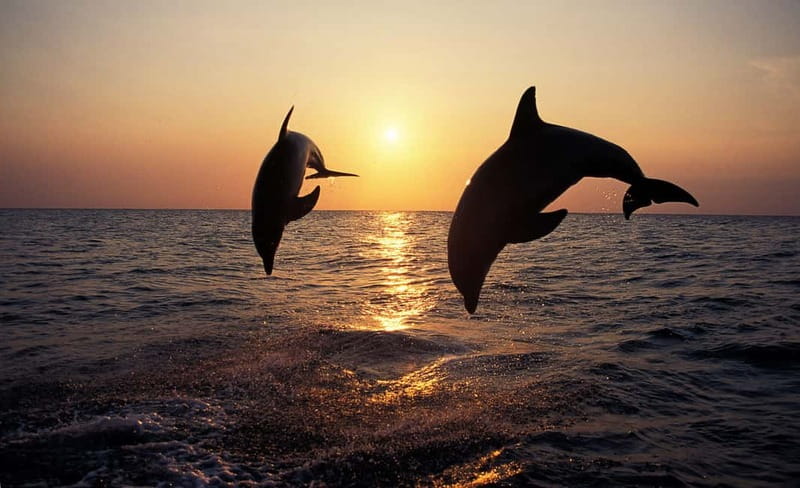 Sunset Dolphin Cruise with Dinner – Medulin Archipelago - Quick take: what makes this cruise special
