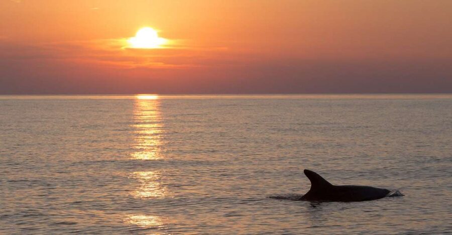 Sunset Dolphin Cruise with Dinner – Medulin Archipelago - Practical advice before you board