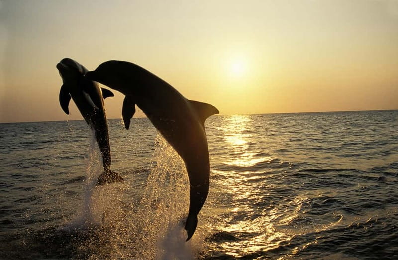 Sunset Dolphin Cruise with Dinner – Medulin Archipelago - Porer Lighthouse, the cruise’s main landmark