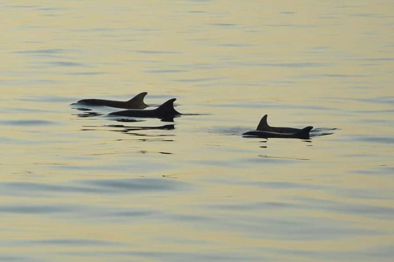 Sunset Dolphin Cruise with Dinner – Medulin Archipelago - Cape Kamenjak and the first open-water views