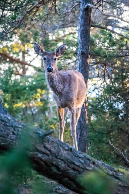 Sunset in the archipelago from Helsinki - A berry juice break with local character
