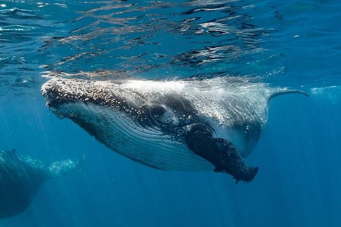 Swim with Humpback Whales - Ningaloo Reef - 3 Islands Whale Shark Dive - Starting from Exmouth and getting set up