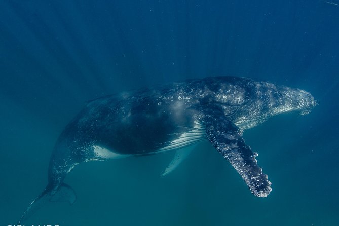 Swim with Humpback Whales - Ningaloo Reef - 3 Islands Whale Shark Dive - Entering the water with humpback whales