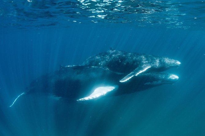 Swim with Humpback Whales - Ningaloo Reef - 3 Islands Whale Shark Dive - Whale sharks can add a second major highlight
