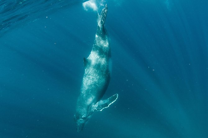 Swim with Humpback Whales - Ningaloo Reef - 3 Islands Whale Shark Dive - Food, photographs, and the long day at sea