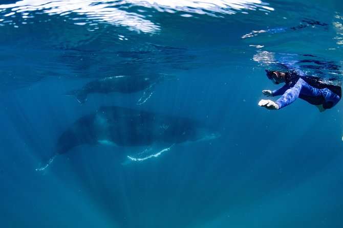 Swim with Humpback Whales - Ningaloo Reef - 3 Islands Whale Shark Dive - Is the $430.35 price good value?