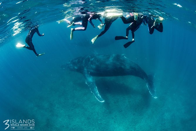 Swim with Humpback Whales - Ningaloo Reef - 3 Islands Whale Shark Dive - The spotter plane gives the day a real advantage