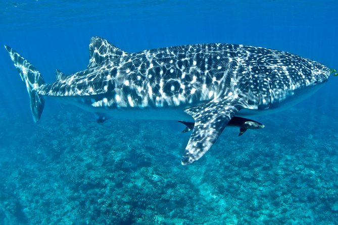 Swim with Whale Sharks in the Ningaloo Reef: 3 Island Shark Dive - Setting Out From Exmouth at 9:00 a.m.