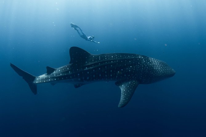 Swim with Whale Sharks in the Ningaloo Reef: 3 Island Shark Dive - Following the Spotter Plane