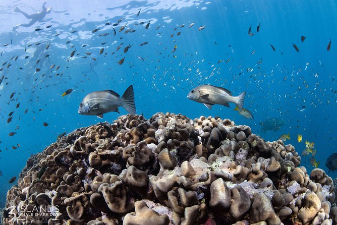 Swim with Whale Sharks in the Ningaloo Reef: 3 Island Shark Dive - The Reef, Manta Rays, and Seasonal Wildlife
