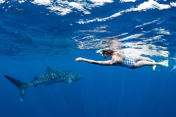 Swim with Whale Sharks in the Ningaloo Reef: 3 Island Shark Dive - Food, Drinks, and the Included Extras