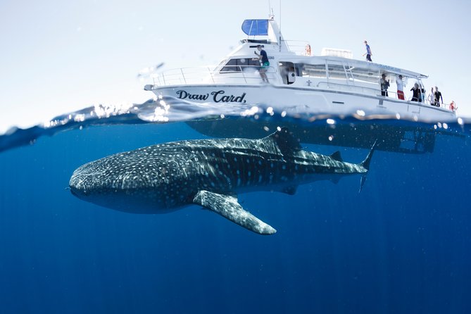 Swim with Whale Sharks in the Ningaloo Reef: 3 Island Shark Dive - Crew Style and Safety on the Water