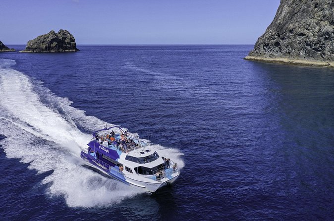 The Original Full day Bay of Islands Cruise with Dolphins - The search for dolphins and other marine life