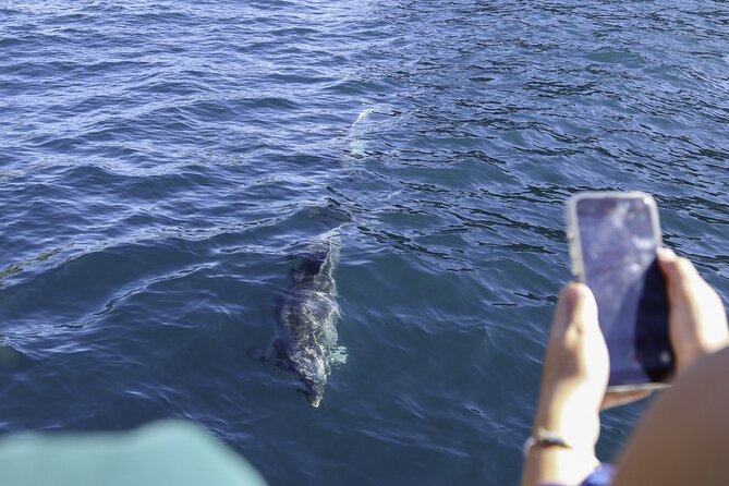 The Original Full day Bay of Islands Cruise with Dolphins - Motukōkako Island and the famous Hole in the Rock
