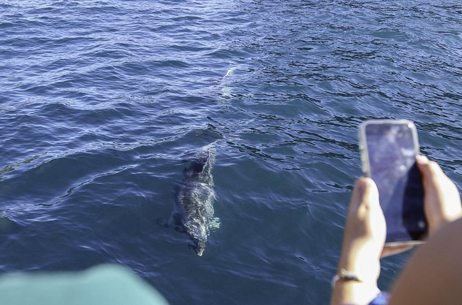 The Original Full day Bay of Islands Cruise with Dolphins - Boom-netting and the fun factor