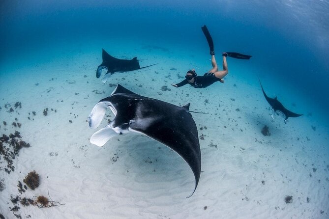 Three Islands Snorkeling (3 Spots) Manta Rays - From Lembongan - Why the $24 price is worth considering