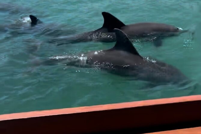 Tiki Time! A Public Cruise to Sandbars, See Dolphins or Sunset. - Key points to know before you book