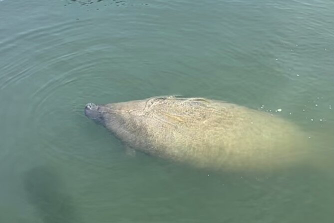 Tiki Time! A Public Cruise to Sandbars, See Dolphins or Sunset. - Choosing sandbars, dolphins, or sunset