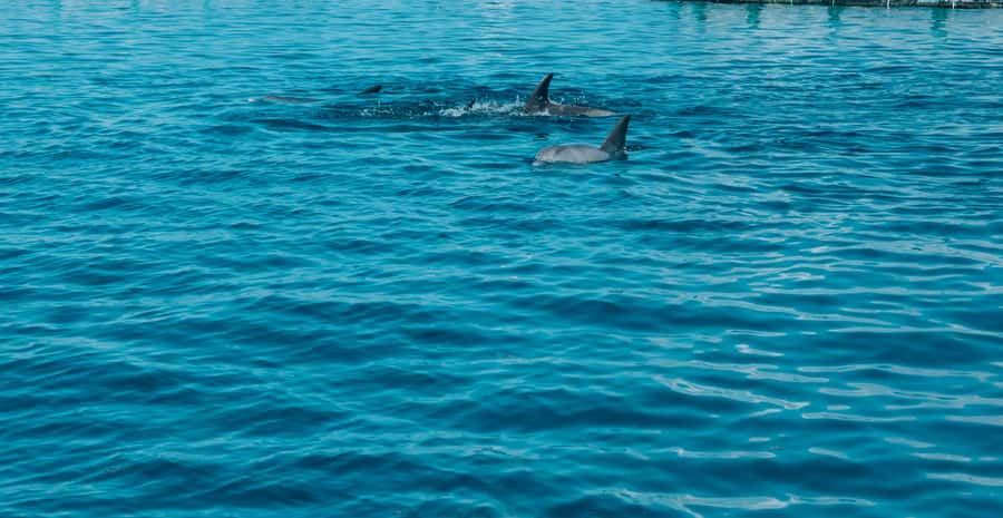 Trou D'Eau Douce: 5 island tour Mauritius with lunch/drinks - Five useful things to know before you book