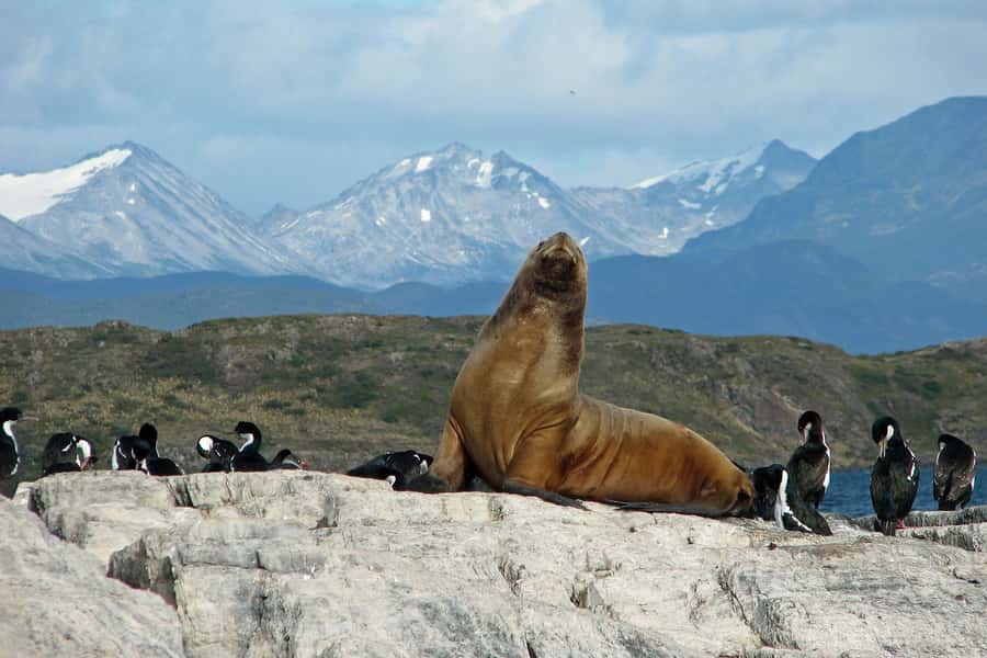 Ushuaia: Beagle Channel, Seal Island & Bridges Islands Tour - Bird Island and the cormorants