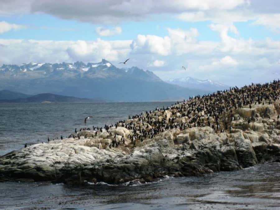 Ushuaia: Beagle Channel, Seal Island & Bridges Islands Tour - Les Eclaireurs Lighthouse and the Monte Cervantes story