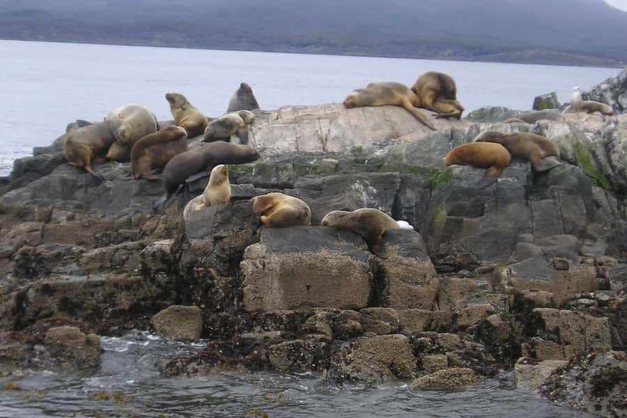 Ushuaia: Beagle Channel, Seal Island & Bridges Islands Tour - Practical advice for a better outing