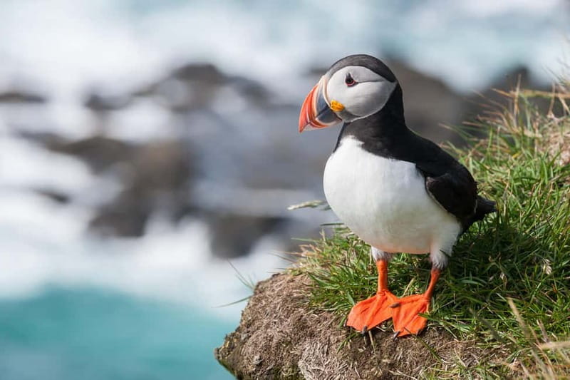 Vestmannaeyjar: One Hour Small Islands Trip - Key points at a glance