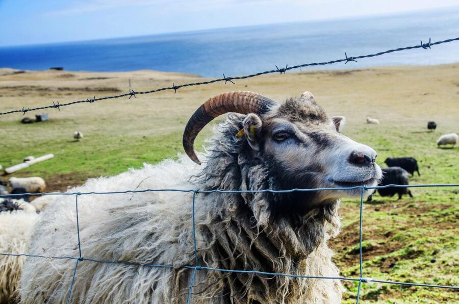 Westman Islands Day Tour from Reykjavik - Crossing From Landeyjahöfn to Heimaey