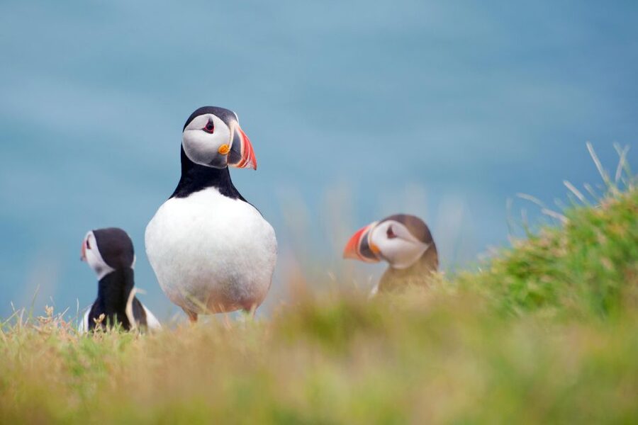 Westman Islands Day Tour from Reykjavik - The South Coast Drive and Seljalandsfoss Stop