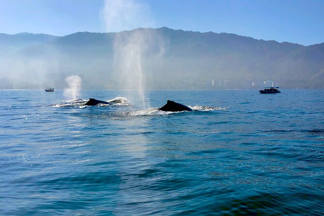 Whale Watching and Los Arcos 5 Islands Adventure - Booking and cancellation advice