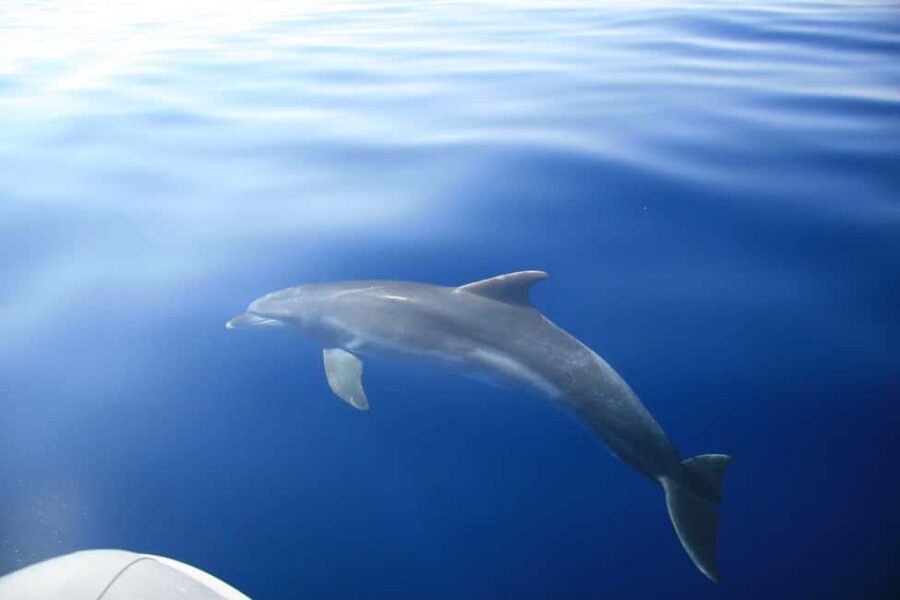 Zadar:Speedboat Tour Thrill Ride with Snorkeling on 3 island - Galevac, Kali, and Route Changes